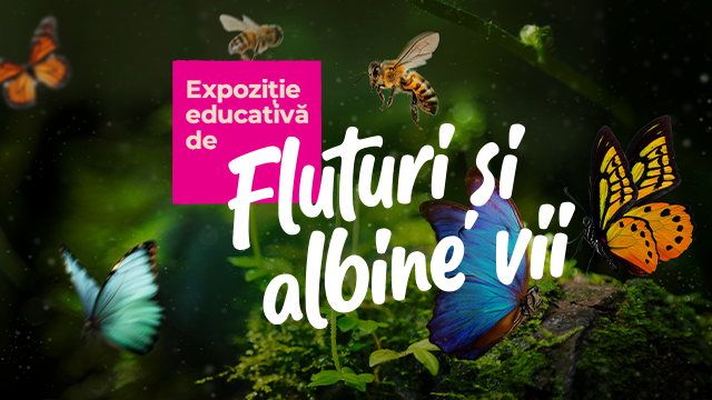 Expozitie educativa Fluturi si Albine